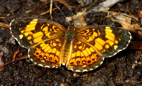 Today's Mass Extinction and Holocene-Anthropocene Thermal Maximum (14363735670)