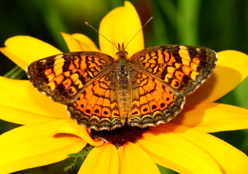 Today's Mass Extinction and Holocene-Anthropocene Thermal Maximum (14782758451)
