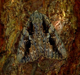 Today's Mass Extinction and Holocene-Anthropocene Thermal Maximum (15100101059)