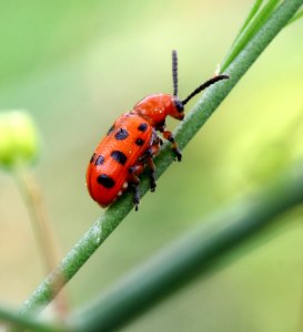 Today's Mass Extinction and Holocene-Anthropocene Thermal Maximum (14476465985)