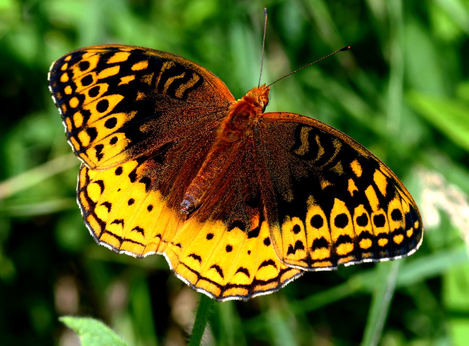 Today's Mass Extinction and Holocene-Anthropocene Thermal Maximum (14521269687)