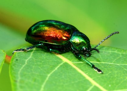 Today's Mass Extinction and Holocene-Anthropocene Thermal Maximum (14561384470)