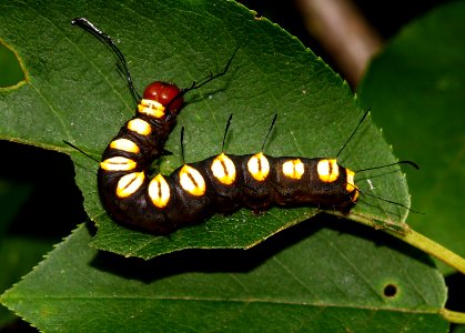Today's Mass Extinction and Holocene-Anthropocene Thermal Maximum (14606601289)