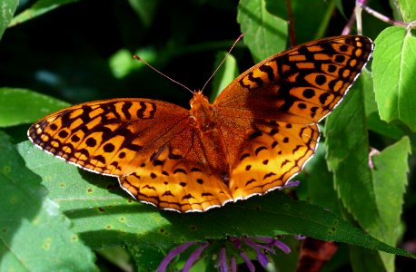 Today's Mass Extinction and Holocene-Anthropocene Thermal Maximum (15977395633)