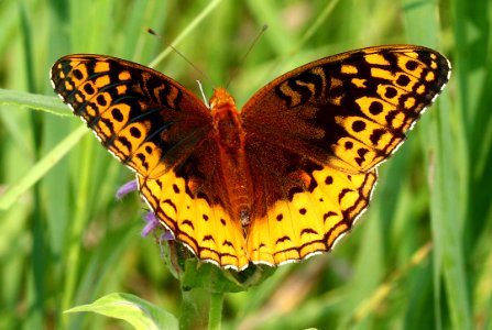 Today's Mass Extinction and Holocene-Anthropocene Thermal Maximum (16188324727)