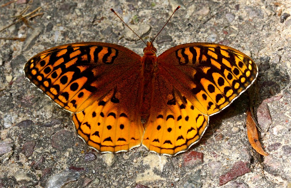 Today's Mass Extinction and Holocene-Anthropocene Thermal Maximum (16023445833)