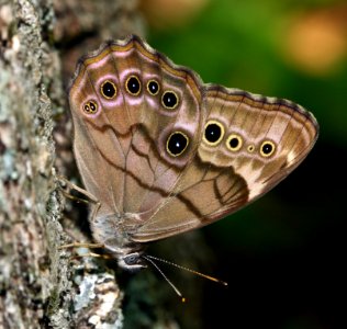 Today's Mass Extinction and Holocene-Anthropocene Thermal Maximum (16434063104)