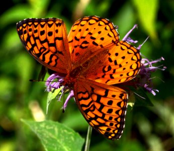 Today's Mass Extinction and Holocene-Anthropocene Thermal Maximum (16455954790)