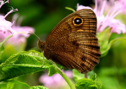 Today's Mass Extinction and Holocene-Anthropocene Thermal Maximum (16350629855)