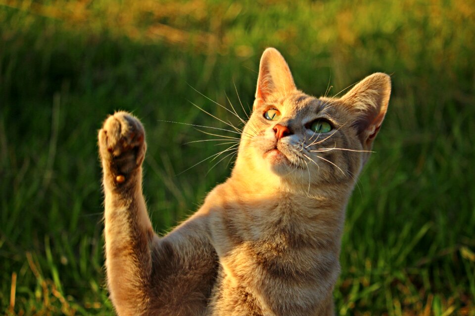 Talon mieze kitten