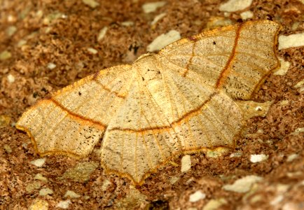 Today's Mass Extinction and Holocene-Anthropocene Thermal Maximum (16626882876)