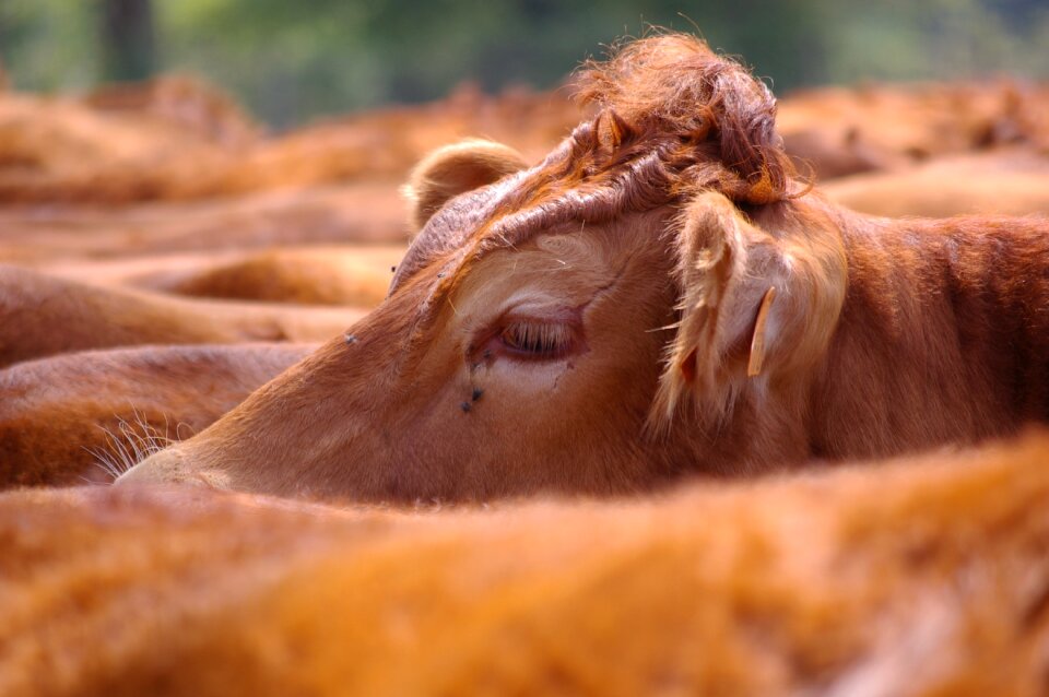 Cow closeup cow limousine