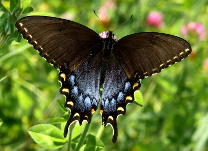 Today's Mass Extinction and Holocene-Anthropocene Thermal Maximum (16582097419)