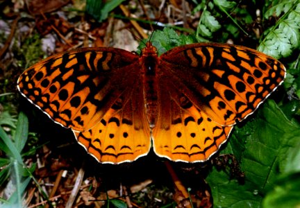 Today's Mass Extinction and Holocene-Anthropocene Thermal Maximum (16914275640)