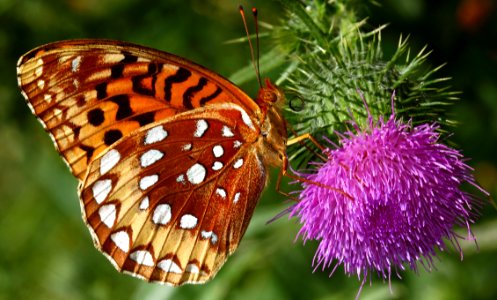 Today's Mass Extinction and Holocene-Anthropocene Thermal Maximum (16646979615)