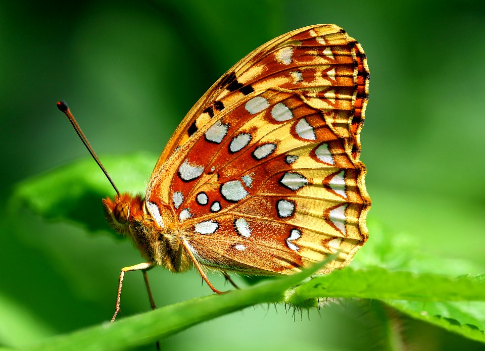 Today's Mass Extinction and Holocene-Anthropocene Thermal Maximum (18527896753)