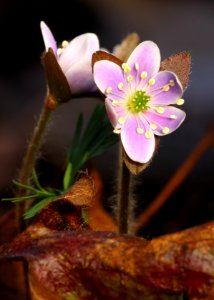 Today's Mass Extinction and Holocene-Anthropocene Thermal Maximum (17518258194)