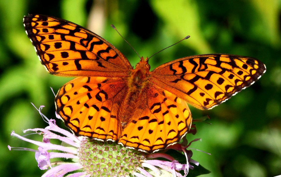 Today's Mass Extinction and Holocene-Anthropocene Thermal Maximum (16595994501)
