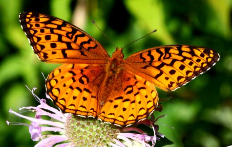 Today's Mass Extinction and Holocene-Anthropocene Thermal Maximum (16595994501)