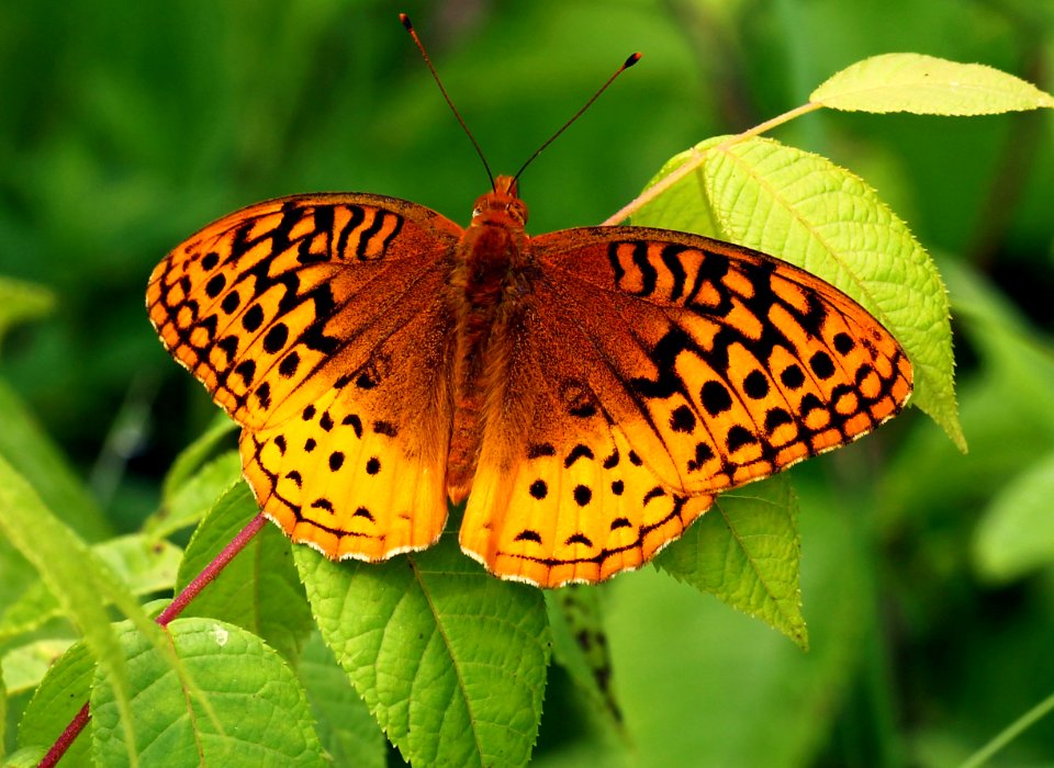 Today's Mass Extinction and Holocene-Anthropocene Thermal Maximum (19179073644)