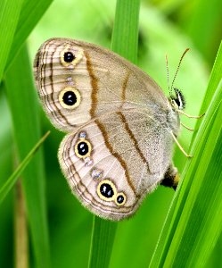 Today's Mass Extinction and Holocene-Anthropocene Thermal Maximum (19277163858)