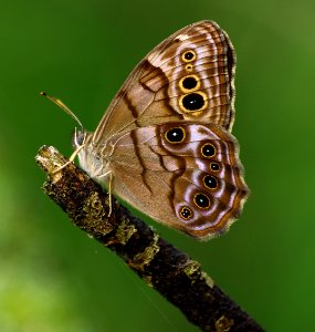Today's Mass Extinction and Holocene-Anthropocene Thermal Maximum (18728349024)