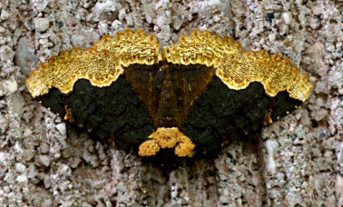 Today's Mass Extinction and Holocene-Anthropocene Thermal Maximum (19086104941)
