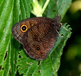 Today's Mass Extinction and Holocene-Anthropocene Thermal Maximum (16849079377)
