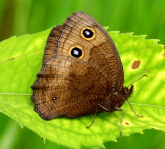 Today's Mass Extinction and Holocene-Anthropocene Thermal Maximum (19746466536)