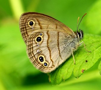 Today's Mass Extinction and Holocene-Anthropocene Thermal Maximum (19278632399)