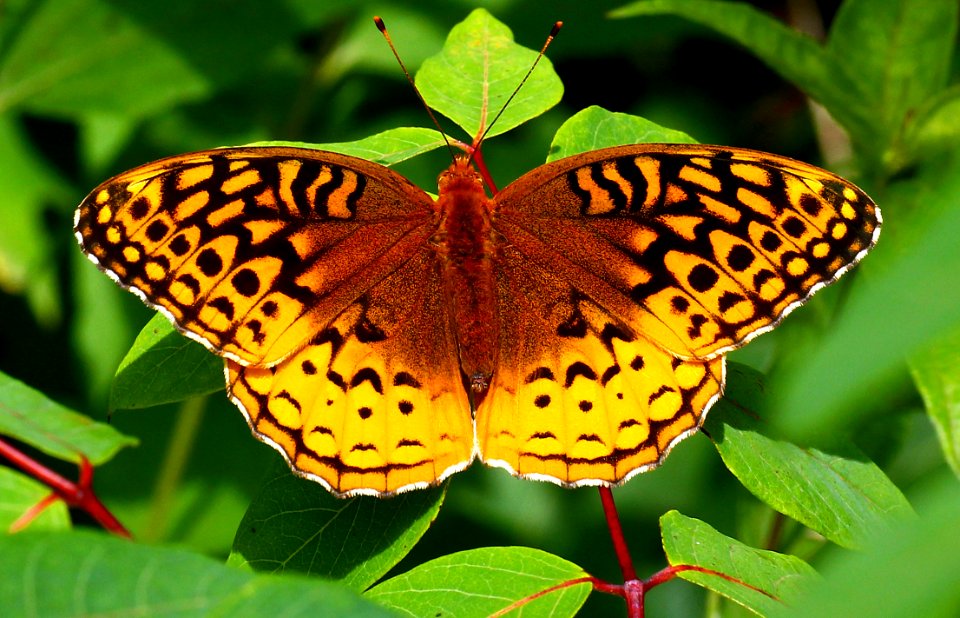 Today's Mass Extinction and Holocene-Anthropocene Thermal Maximum (20235936933)
