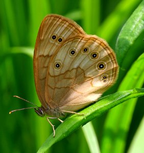 Today's Mass Extinction and Holocene-Anthropocene Thermal Maximum (20291508974)