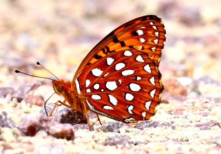 Today's Mass Extinction and Holocene-Anthropocene Thermal Maximum (20704725275)