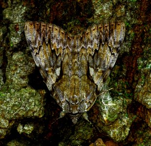 Today's Mass Extinction and Holocene-Anthropocene Thermal Maximum (21240007031)