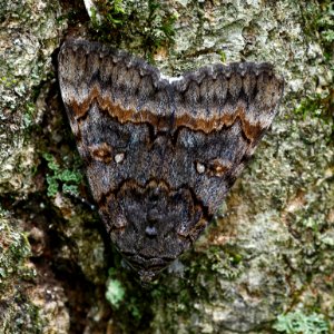 Today's Mass Extinction and Holocene-Anthropocene Thermal Maximum (20844317730)