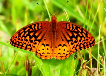 Today's Mass Extinction and Holocene-Anthropocene Thermal Maximum (19135816689)