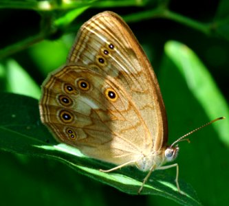 Today's Mass Extinction and Holocene-Anthropocene Thermal Maximum (21279177561)
