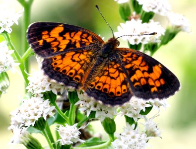 Today's Mass Extinction and Holocene-Anthropocene Thermal Maximum (21622115889)
