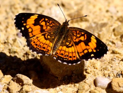 Today's Mass Extinction and Holocene-Anthropocene Thermal Maximum (19476994472)