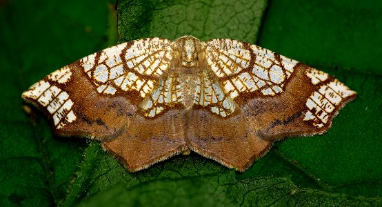 Today's Mass Extinction and Holocene-Anthropocene Thermal Maximum (20671256615)
