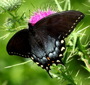 Today's Mass Extinction and Holocene-Anthropocene Thermal Maximum (22731391409)