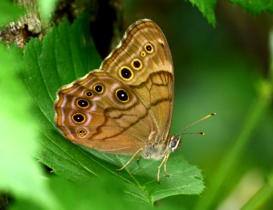 Today's Mass Extinction and Holocene-Anthropocene Thermal Maximum (22833735420)