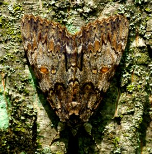 Today's Mass Extinction and Holocene-Anthropocene Thermal Maximum (21221633262)