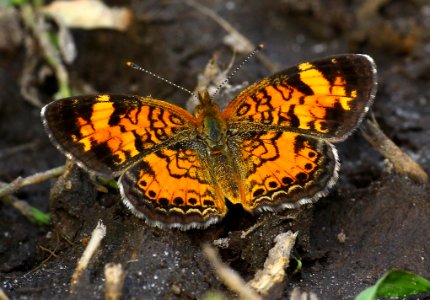 Today's Mass Extinction and Holocene-Anthropocene Thermal Maximum (23103048610)