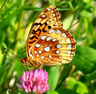 Today's Mass Extinction and Holocene-Anthropocene Thermal Maximum (23283356384)