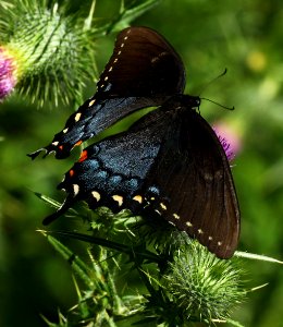 Today's Mass Extinction and Holocene-Anthropocene Thermal Maximum (22993222613)