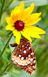 Today's Mass Extinction and Holocene-Anthropocene Thermal Maximum (23129279462)