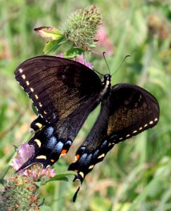 Today's Mass Extinction and Holocene-Anthropocene Thermal Maximum (23282578344)