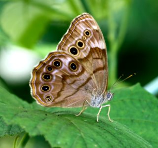 Today's Mass Extinction and Holocene-Anthropocene Thermal Maximum (22520563194)