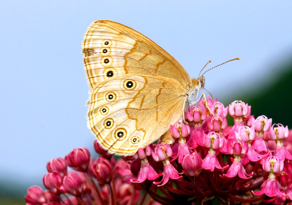 Today's Mass Extinction and Holocene-Anthropocene Thermal Maximum (23436448893)